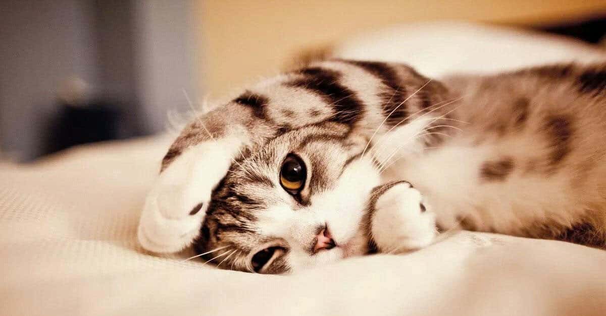 cats internal