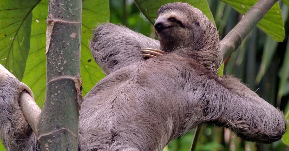 Sloth Facts