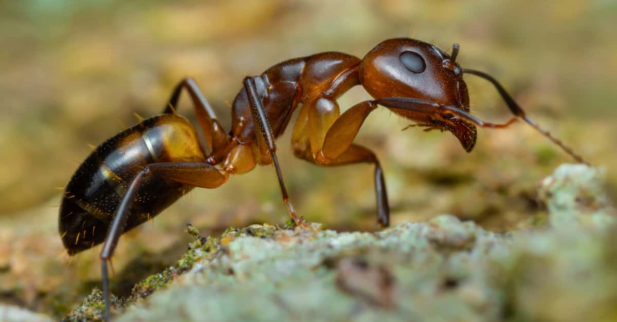 Argentine Ant Editorial