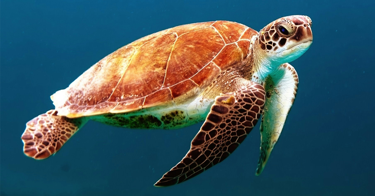 turtle underwater