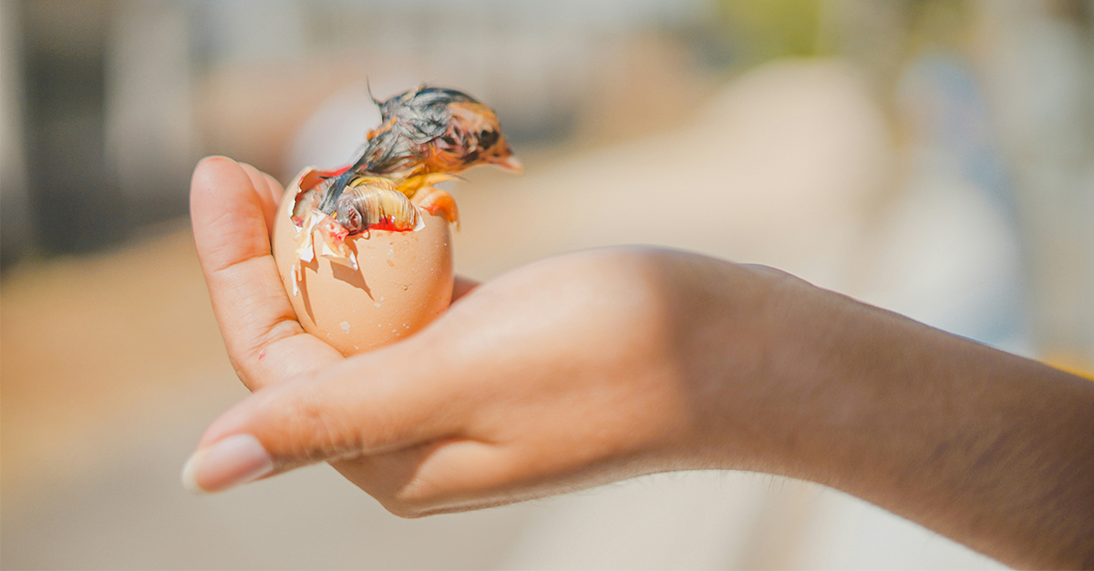 chick hatching from an egg