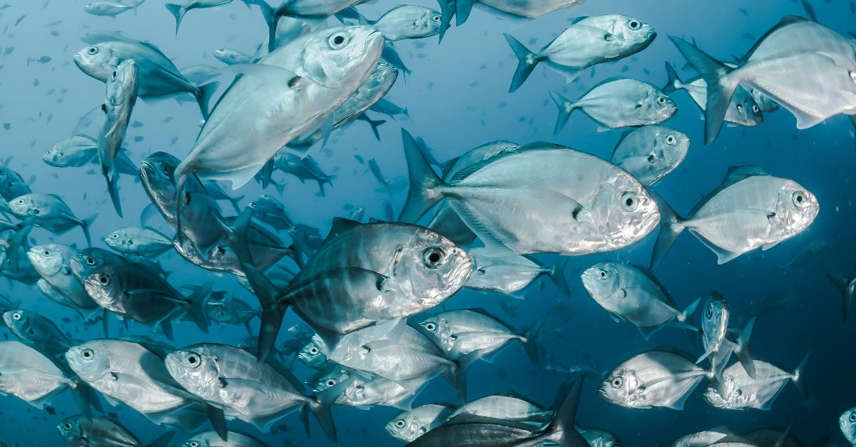 silver fishes underwater