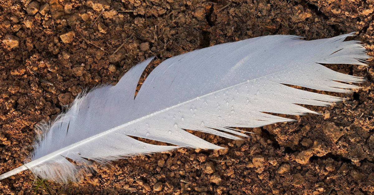 Egret (?) feather, Harangi Reservoir, Coorg, Karnataka, India