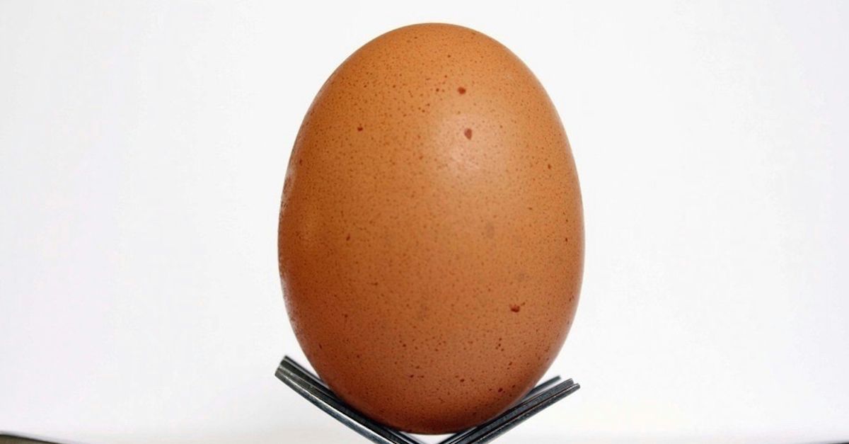 brown egg on black metal rack